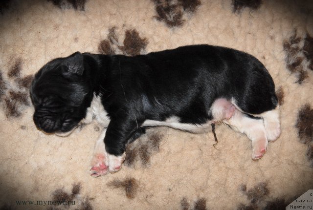 Фото: ньюфаундленд Сент Джонс Гриффин Глориус