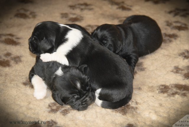 Фото: ньюфаундленд Сент Джонс Гламур Леди (Sent Djons Glamour Lady), ньюфаундленд Сент Джонс Гриффин Глориус