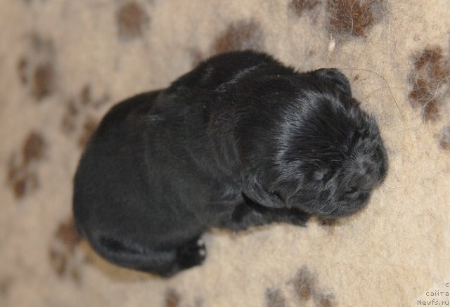 Фото: ньюфаундленд Сент Джонс Гвендолин Глориус Гарден