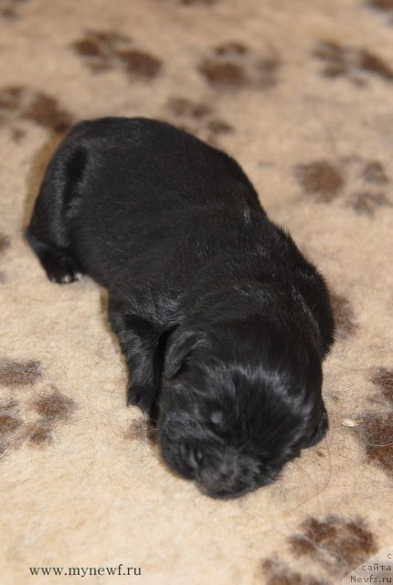 Фото: ньюфаундленд Сент Джонс Гвендолин Глориус Гарден