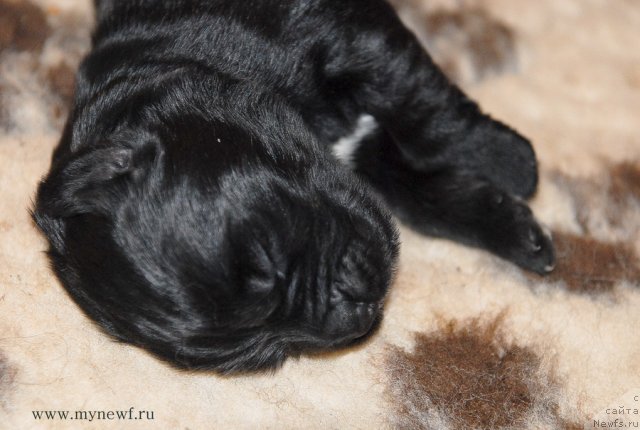 Фото: ньюфаундленд Сент Джонс Гвендолин Глориус Гарден