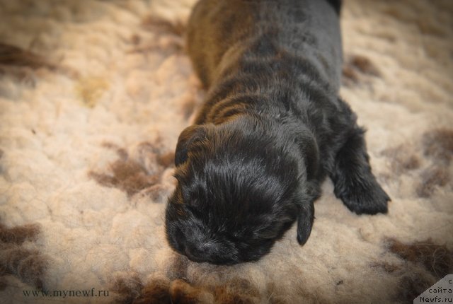 Фото: ньюфаундленд Сент Джонс Гвендолин Глориус Гарден