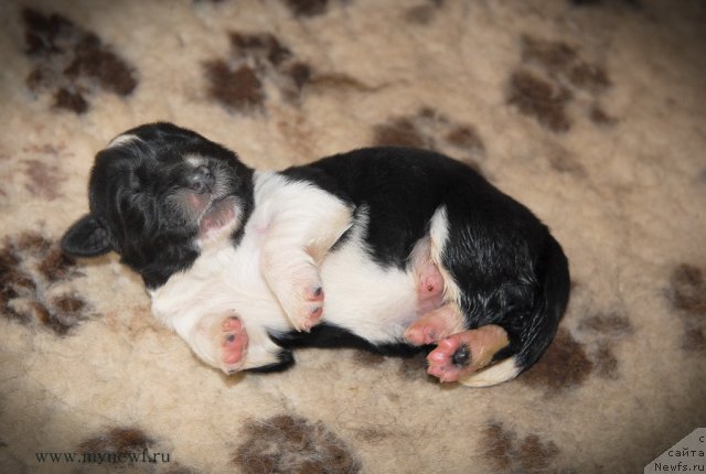 Фото: ньюфаундленд Сент Джонс Гламур Леди (Sent Djons Glamour Lady)