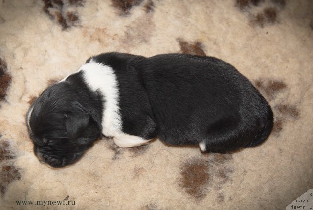 Фото: ньюфаундленд Сент Джонс Гламур Леди (Sent Djons Glamour Lady)