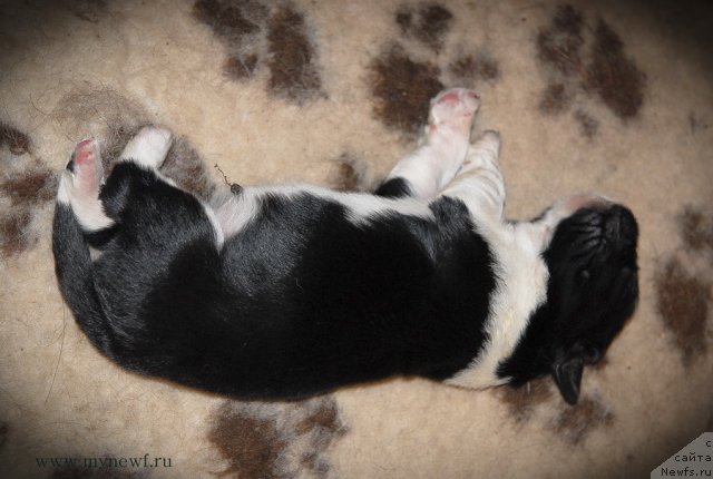 Фото: ньюфаундленд Сент Джонс Гламур Леди (Sent Djons Glamour Lady)