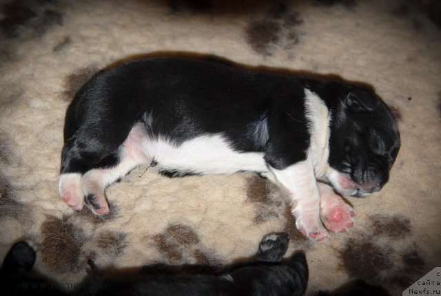 Фото: ньюфаундленд Сент Джонс Гламур Леди (Sent Djons Glamour Lady)