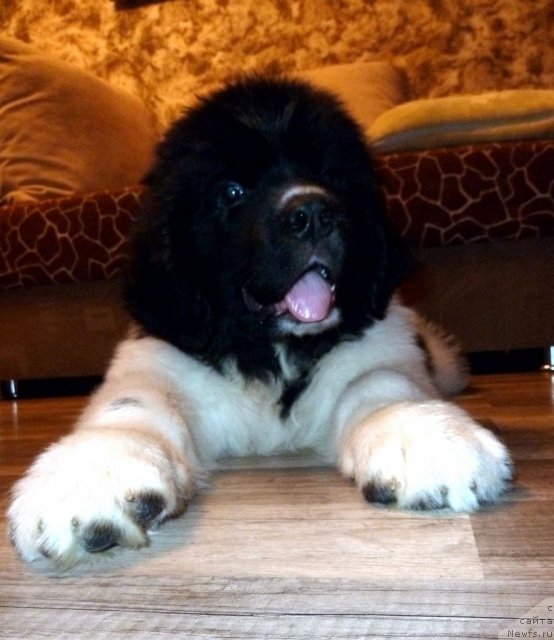 Фото: ньюфаундленд Фиаметтахауз Примо Орсо Нео