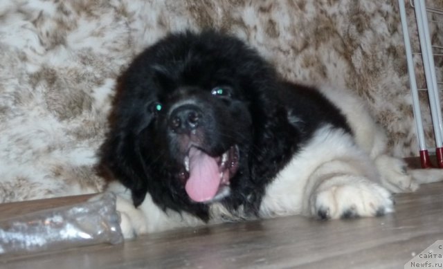 Фото: ньюфаундленд Фиаметтахауз Примо Орсо Нео