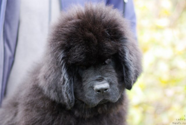 Фото: ньюфаундленд Бегущая по Волнам Шаолинь (Beguschaya po Volnam Shaolin)