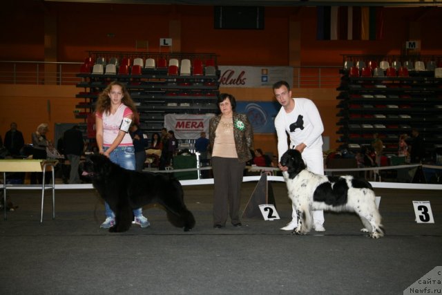 Фото: ньюфаундленд Сент Джонс Хендсел фо Ми (Sent Djons Handsel for Me), ньюфаундленд Аквиан Сонг Зеро Гравити (Akvian Song Zero Graviti)