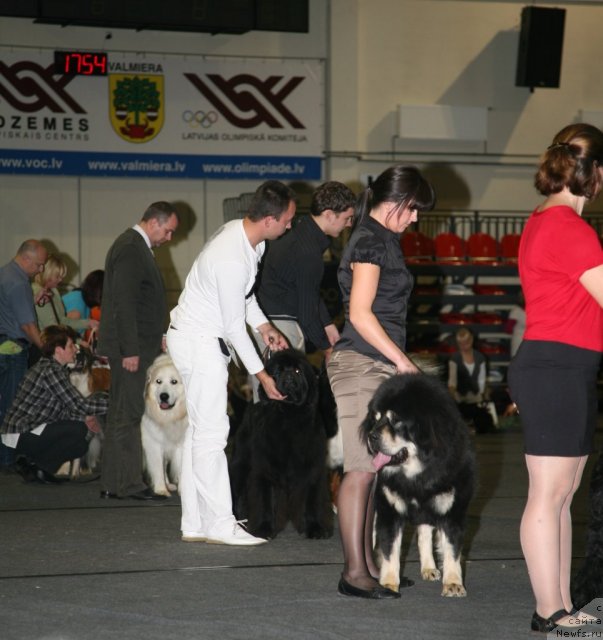 Фото: ньюфаундленд Сент Джонс Хендсел фо Ми (Sent Djons Handsel for Me)