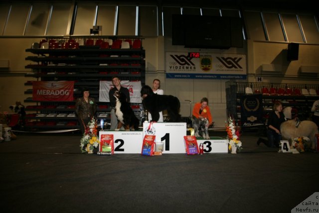 Фото: ньюфаундленд Сент Джонс Хендсел фо Ми (Sent Djons Handsel for Me), Александр Розенфельд