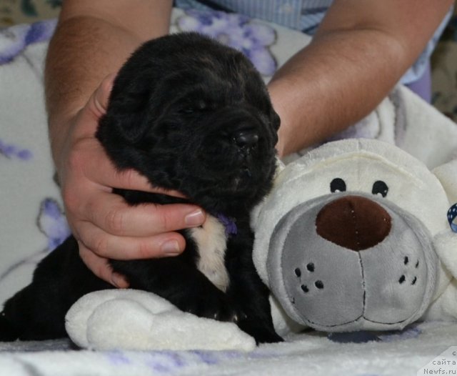 Фото: Щенки питомника 