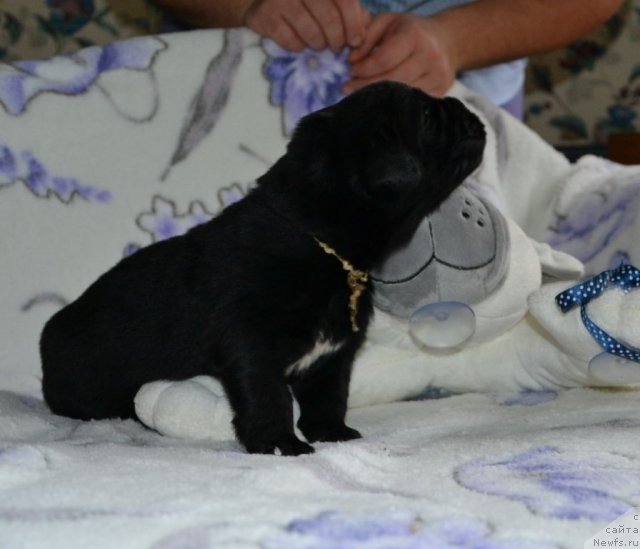 Фото: Щенки питомника 