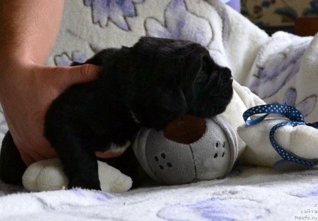 Фото: Щенки питомника 