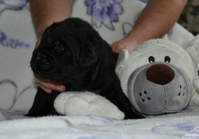 Фото: Щенки питомника 