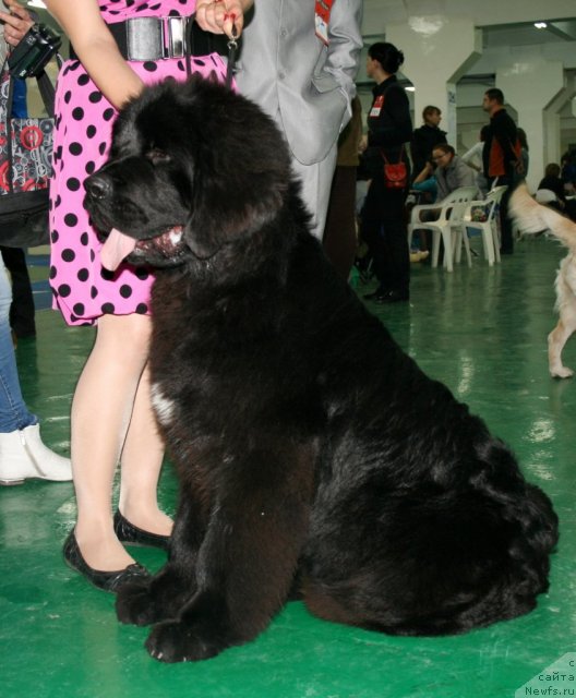 Фото: ньюфаундленд Супер Премиум Лиллихаммер (Super Premium Lillihamer)