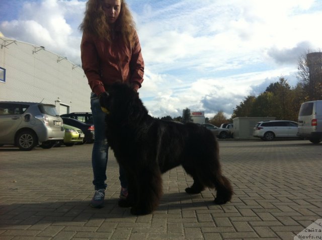 Фото: ньюфаундленд Сент Джонс Хендсел фо Ми (Sent Djons Handsel for Me)