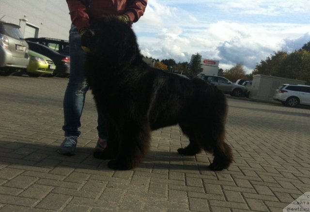 Фото: ньюфаундленд Сент Джонс Хендсел фо Ми (Sent Djons Handsel for Me)