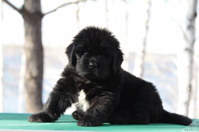 Фото: ньюфаундленд Аквиан Сонг Инсайд Ми Ворд