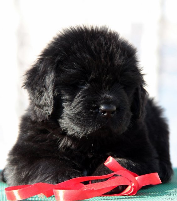 Фото: ньюфаундленд Аквиан Сонг Инсайд Ми Ворд