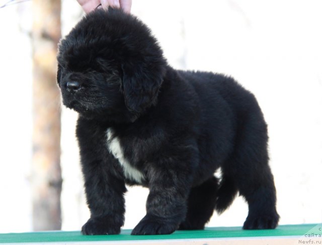 Фото: ньюфаундленд Аквиан Сонг Инсайд Ми Ворд