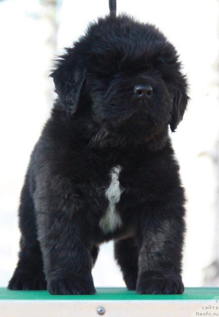 Фото: ньюфаундленд Аквиан Сонг Инсайд Ми Ворд