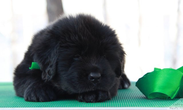 Фото: ньюфаундленд Аквиан Сонг Инвизибел Энжел