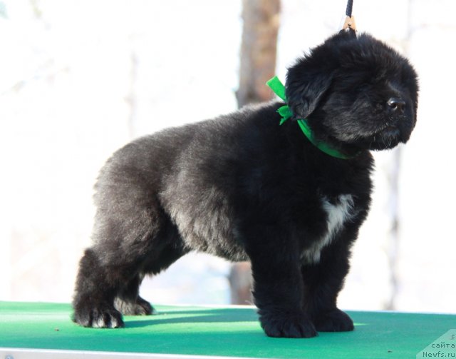 Фото: ньюфаундленд Аквиан Сонг Инвизибел Энжел