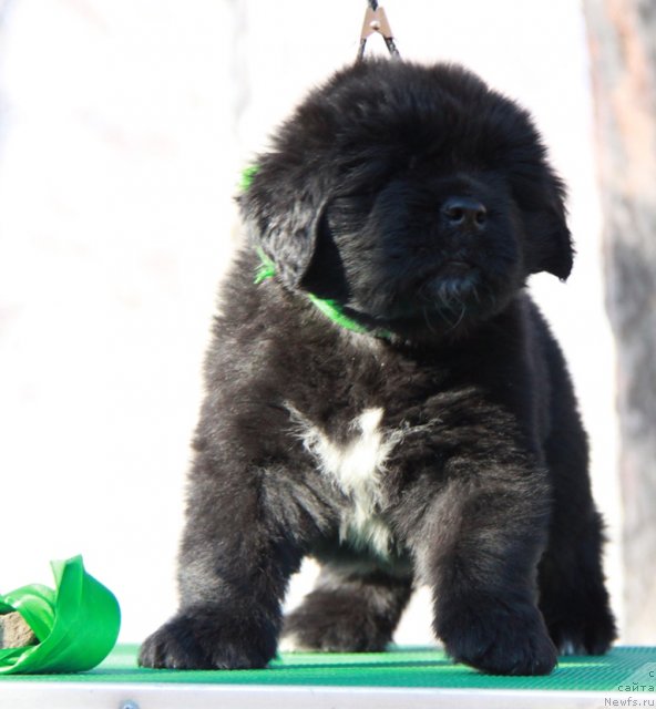 Фото: ньюфаундленд Аквиан Сонг Инвизибел Энжел