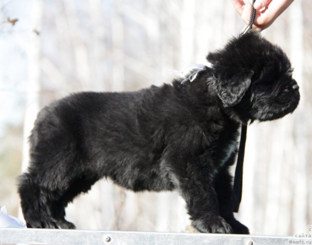 Фото: ньюфаундленд Аквиан Сонг Инсейшибел Лайф