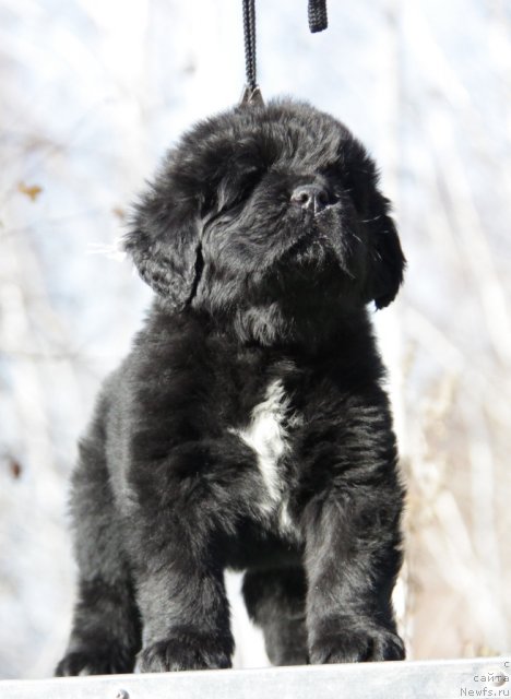 Фото: ньюфаундленд Аквиан Сонг Инсейшибел Лайф