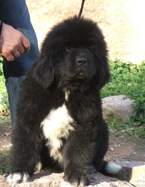 Фото: ньюфаундленд Плюшевая Панда Чизаре Мартини