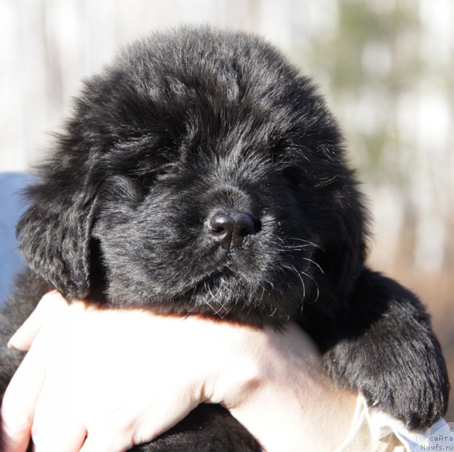 Фото: ньюфаундленд Аквиан Сонг Инкредибел Беар