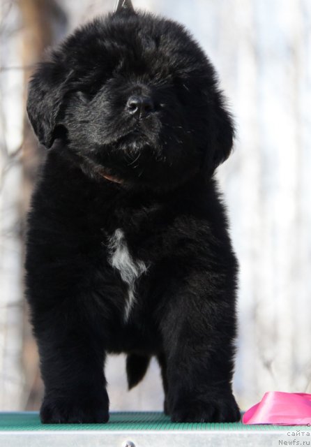 Фото: ньюфаундленд Аквиан Сонг Инкредибел Беар