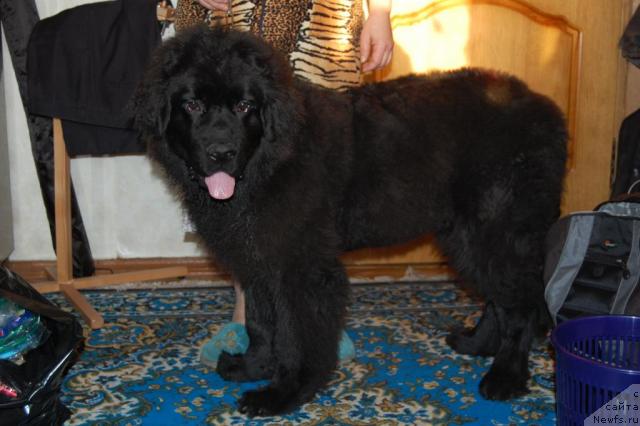 Фото: ньюфаундленд Ван Лен Тайм Венсан Великолепный