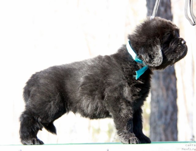 Фото: ньюфаундленд Аквиан Сонг Иллюзион