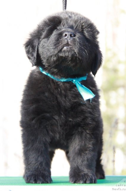 Фото: ньюфаундленд Аквиан Сонг Иллюзион