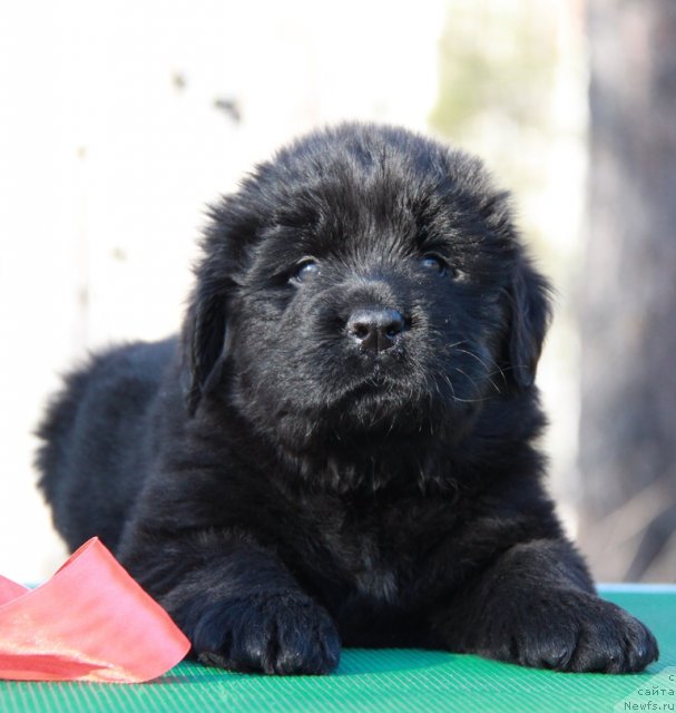 Фото: ньюфаундленд Аквиан Сонг Имменси Дрим