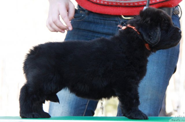 Фото: ньюфаундленд Аквиан Сонг Имменси Дрим