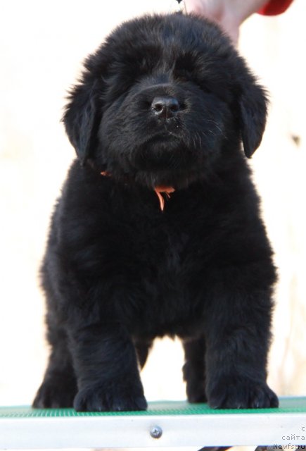 Фото: ньюфаундленд Аквиан Сонг Имменси Дрим