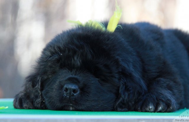 Фото: ньюфаундленд Аквиан Сонг Идзуми