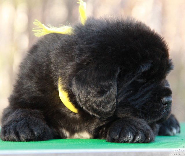 Фото: ньюфаундленд Аквиан Сонг Идзуми