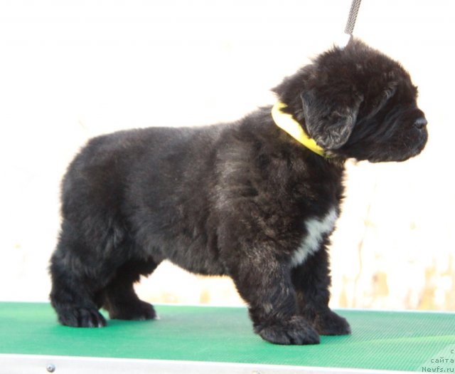 Фото: ньюфаундленд Аквиан Сонг Идзуми