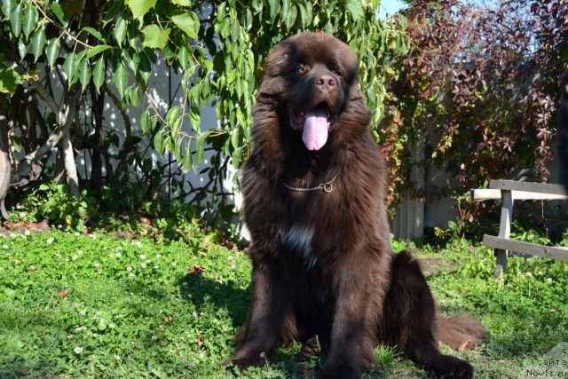 Фото: ньюфаундленд Акватория Келвин Риверданс (Aquatoriya Kelvin Riverdance)