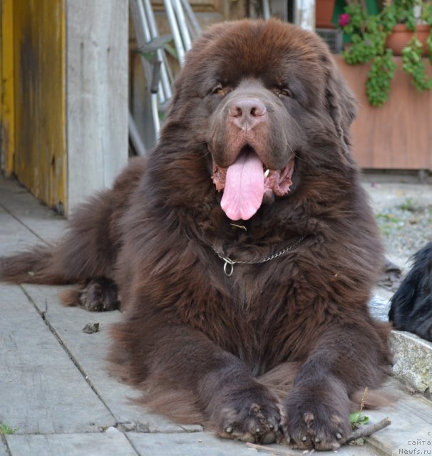 Фото: ньюфаундленд Акватория Келвин Риверданс (Aquatoriya Kelvin Riverdance)