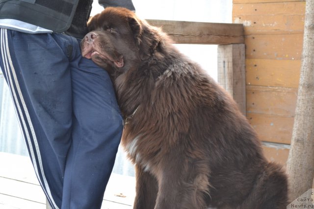 Фото: ньюфаундленд Акватория Келвин Риверданс (Aquatoriya Kelvin Riverdance)