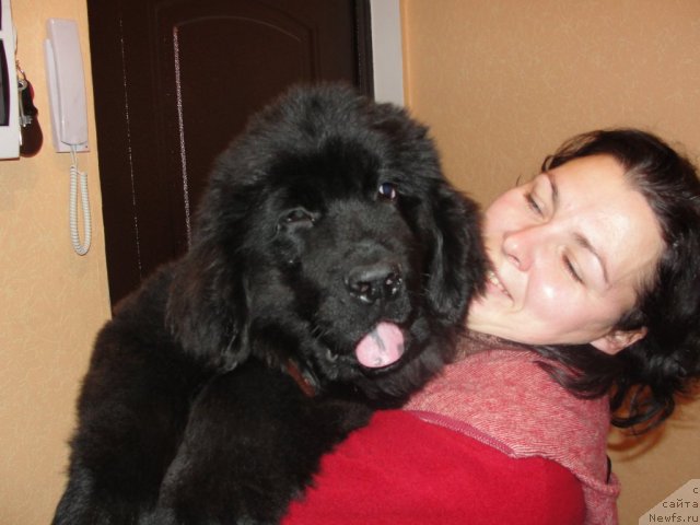 Фото: Элронд Мудрый от Сибирского Медведя, Людмила Литяева