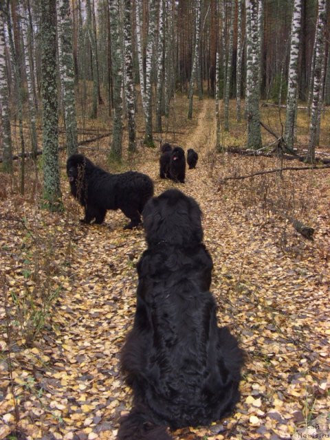 Фото: ньюфаундленд Лесная Сказка Лунная Соната