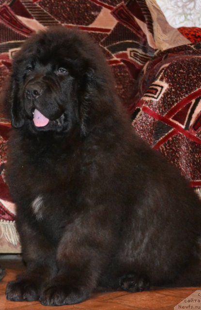 Фото: ньюфаундленд Симбад Покоритель Морей